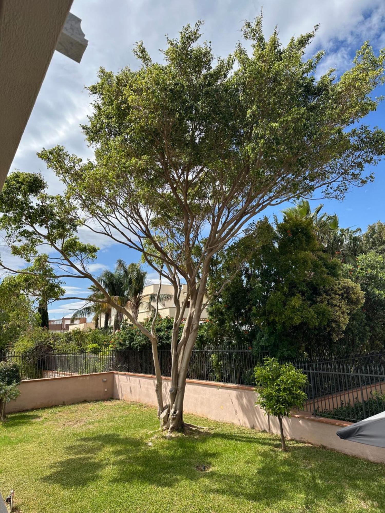 Villa Sara Mondello Garden Level 巴勒莫 外观 照片